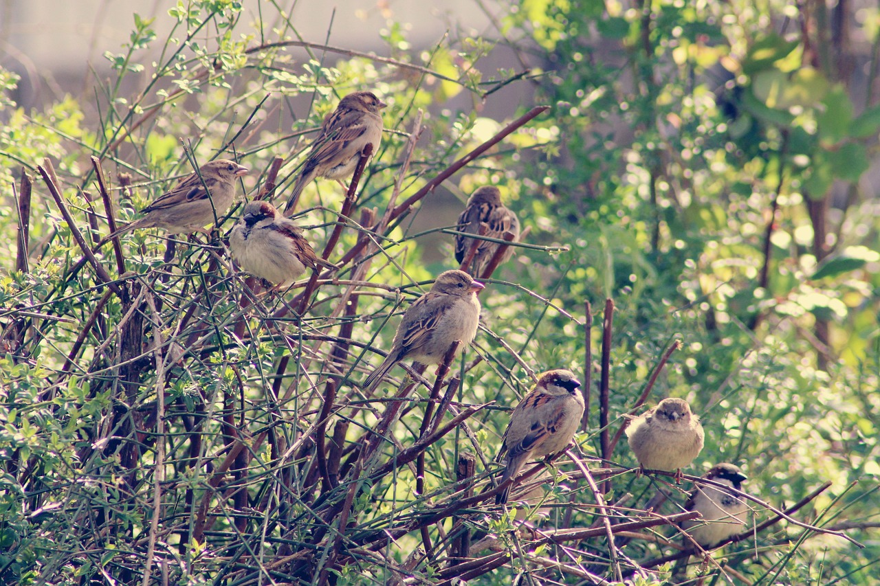 Hedge_Sparrow