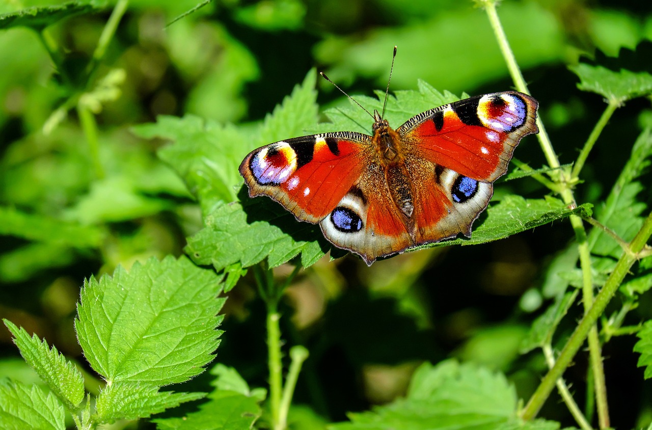 Peacock_Butterfly