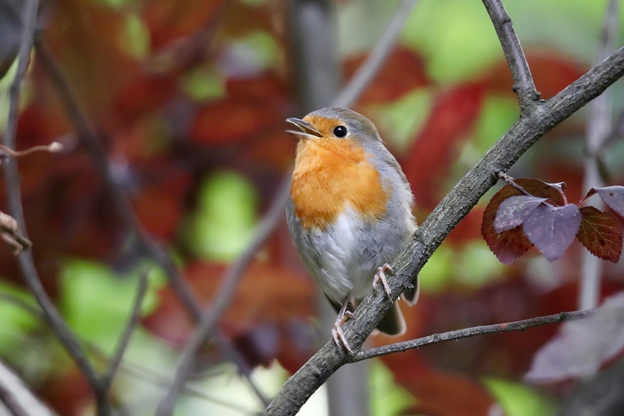 Robin