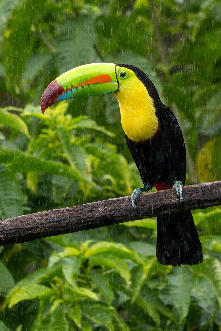 Wildlife_of_Costa_Rica