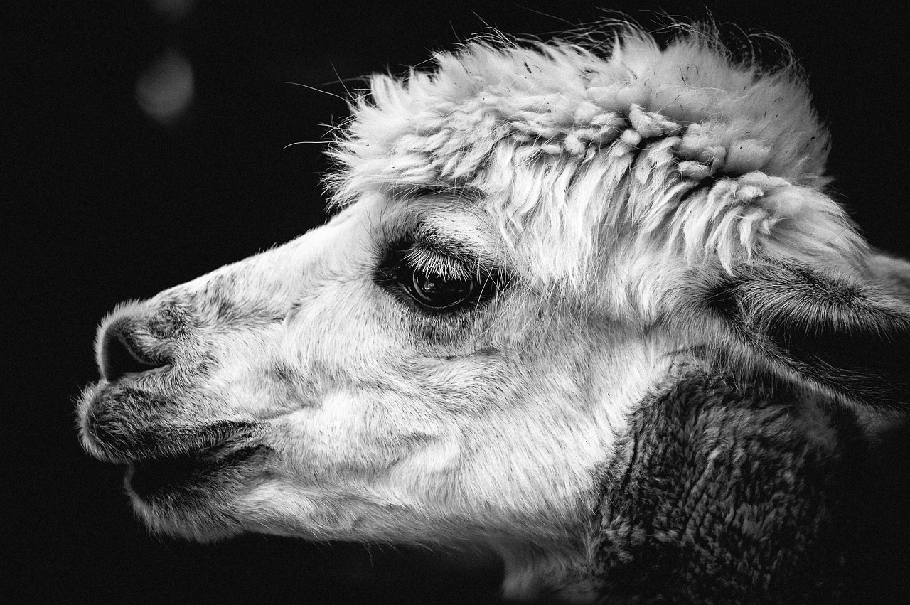 alpaca