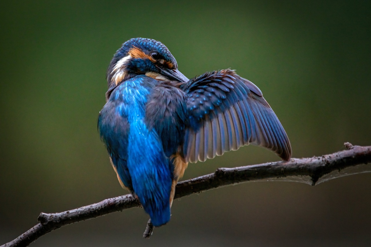 kingfisher