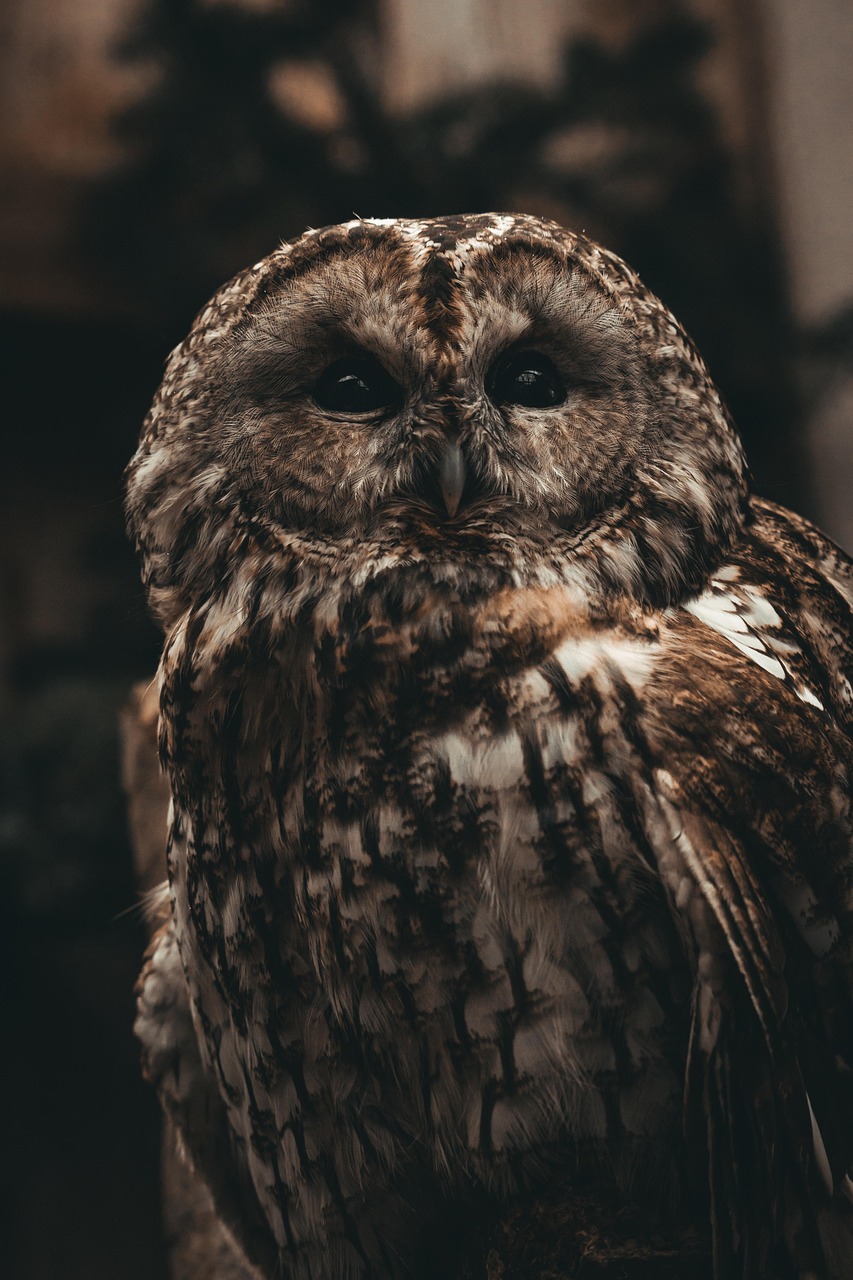 tawny_owl_2